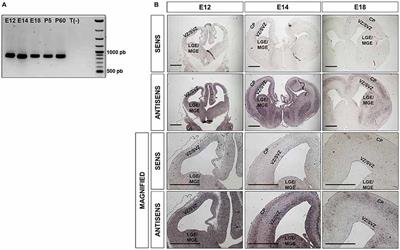 Importin-8 Modulates Division of Apical Progenitors, Dendritogenesis and Tangential Migration During Development of Mouse Cortex